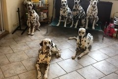 Fee Amilia vom Hause Fiedanu „Mia“